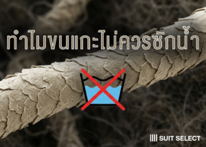 Vol. 39「DRY CLEAN?」 รู้หรือไม่ ทำไมขนแกะไม่ควรซักด้วยน้ำ ?